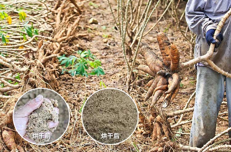 3-200GG01119216 薯渣烘干前后对比