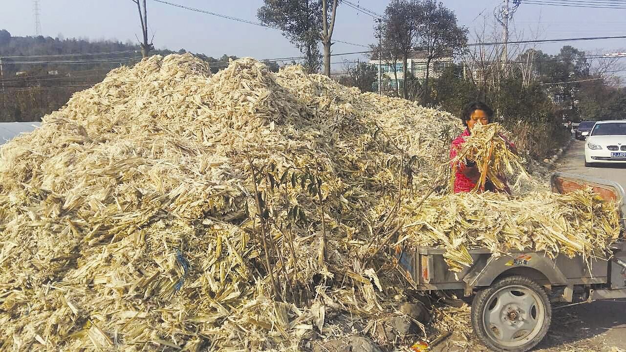 甘蔗渣用处宽泛